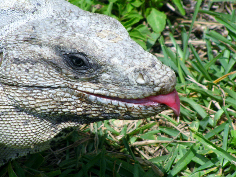 Barbequed Iguana in Tulum