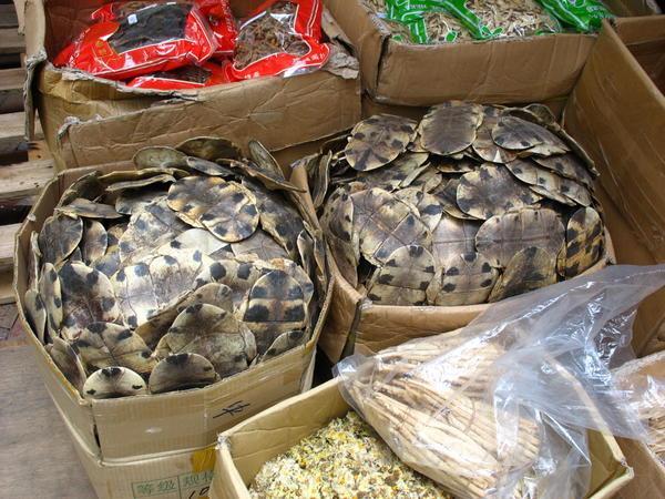 Turtle Shells