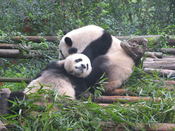 Panda Center, Chengdu, Sichuan province