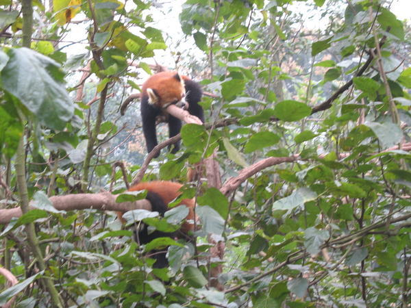 Red Pandas doing what else?  Napping.