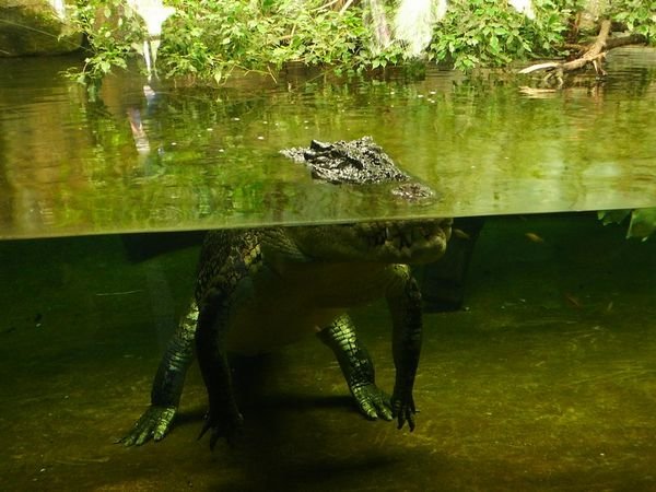 Big Croc