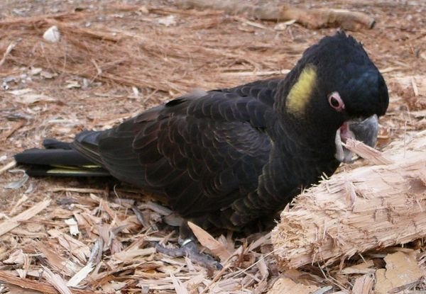 Another Black Cockatoo