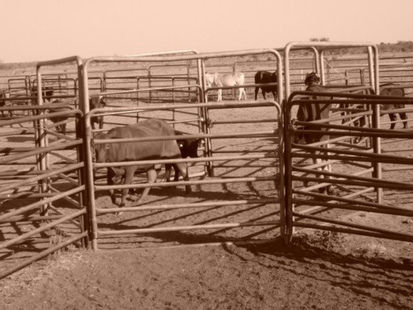 Cattle yards