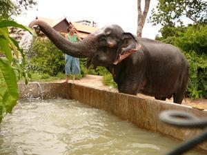 elephant Shower