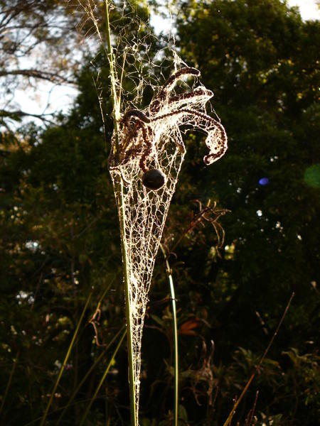 Spidersweb in the sunlight