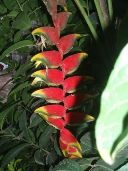 amazon flora