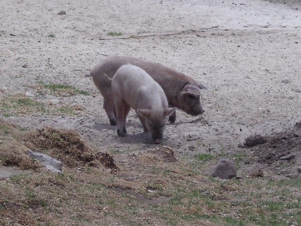 Piglets on the Isla del Sol