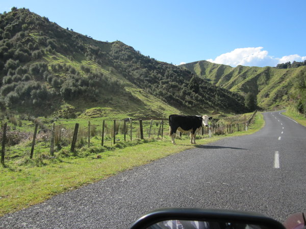 Forgotten World Highway- Cow on the road
