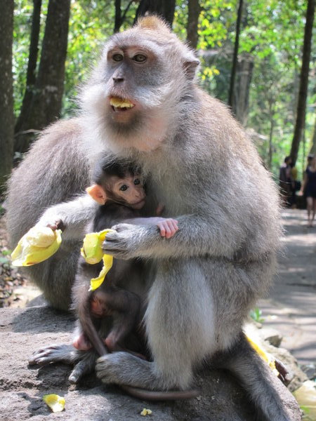 at the Monkey Forest