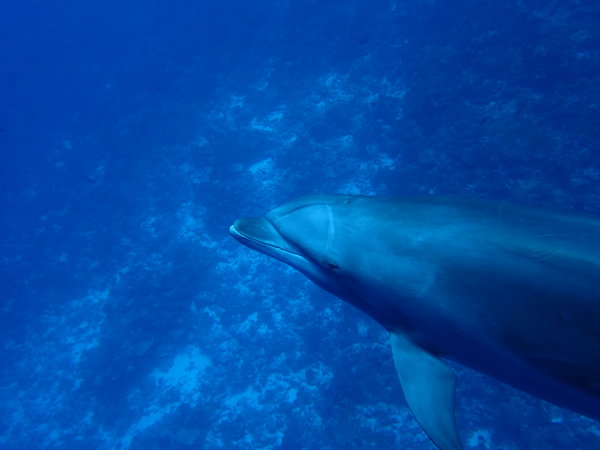 Dolphin Close Range