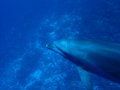 Dolphin Close Range