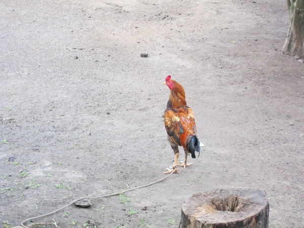 Cock on a Leash