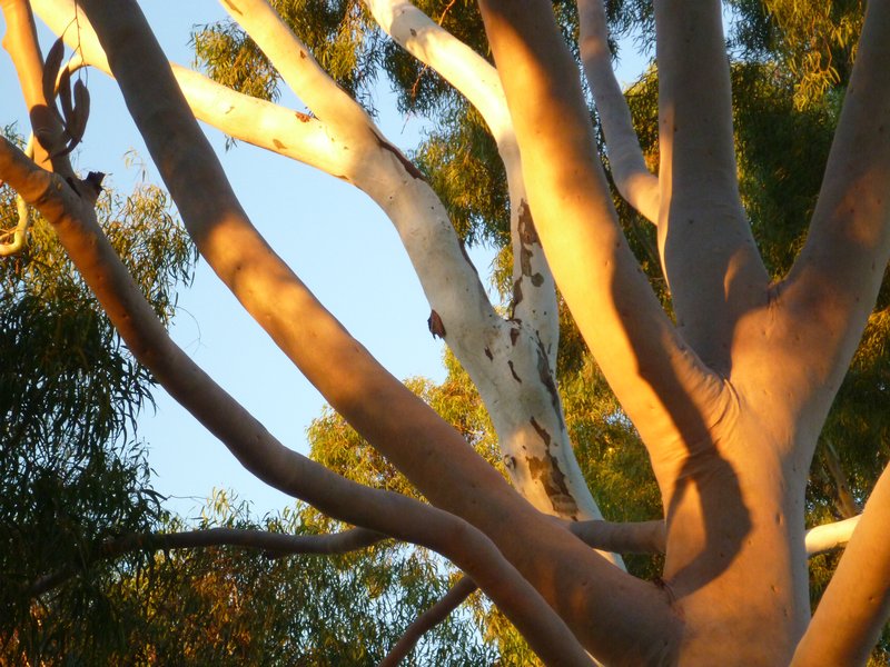 Canning River 