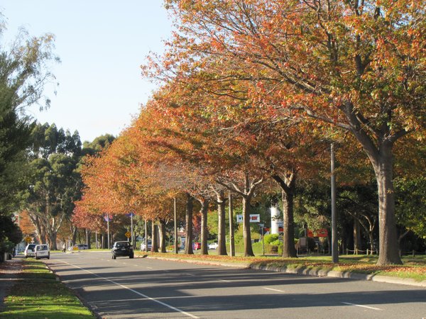 Trees in Christchurch