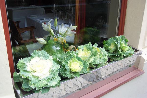 Cabbage window box.