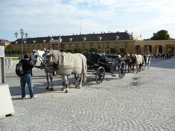 Palace Horses
