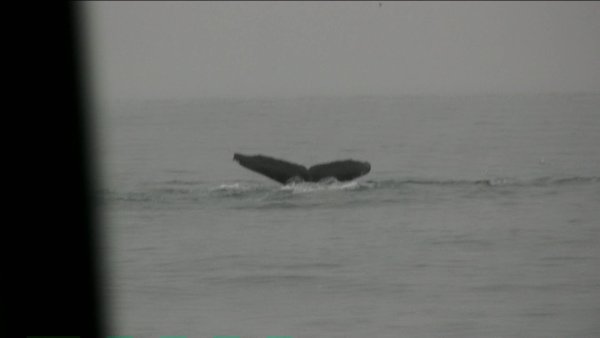 Humpback Whale - 4