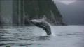 Humpback Whale - 2