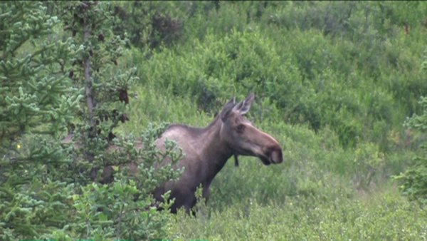 Denali Park Moose