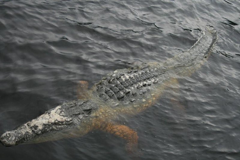 Crocodile 4