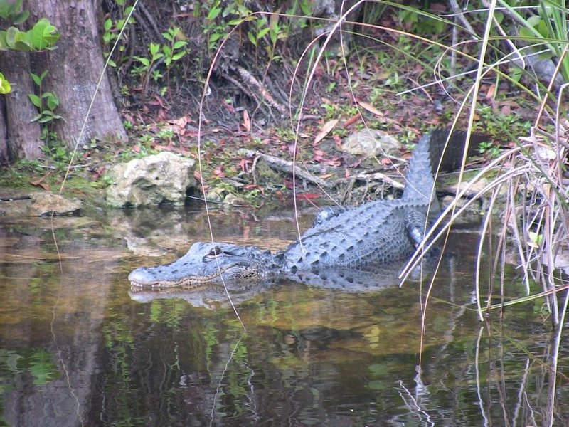 Loop Road Alligator