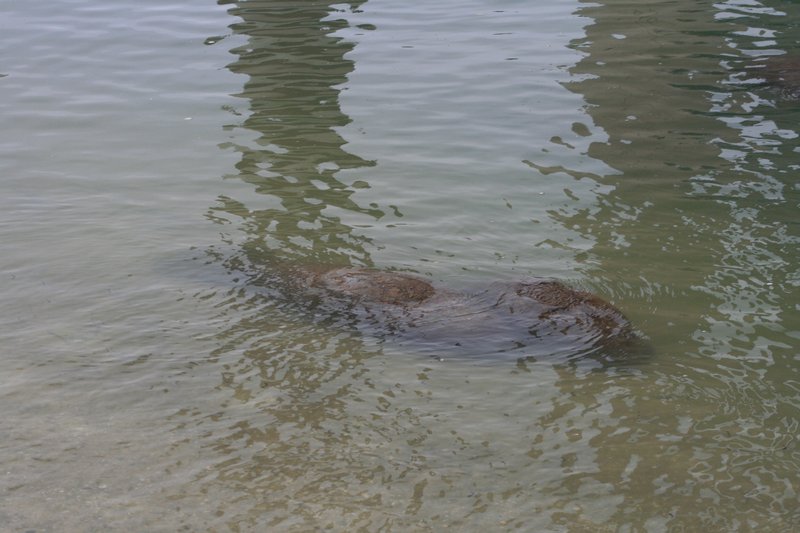 Manatee in Shallow Water