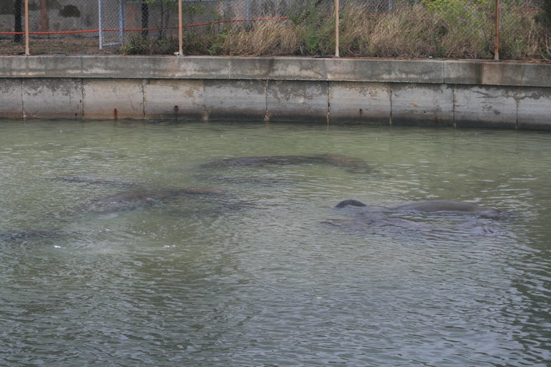 Group of Manatees