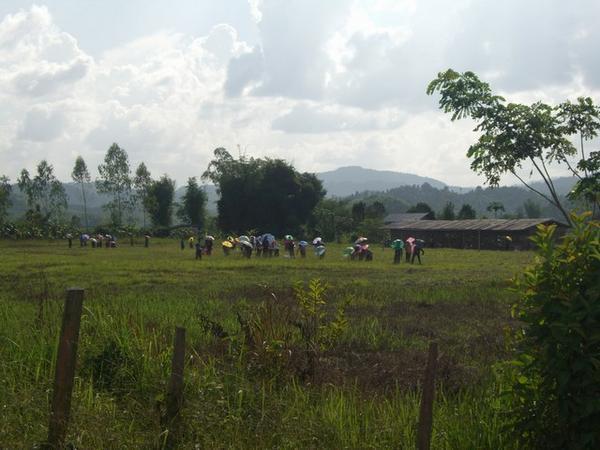 Local Women farming the fields with umbrellas