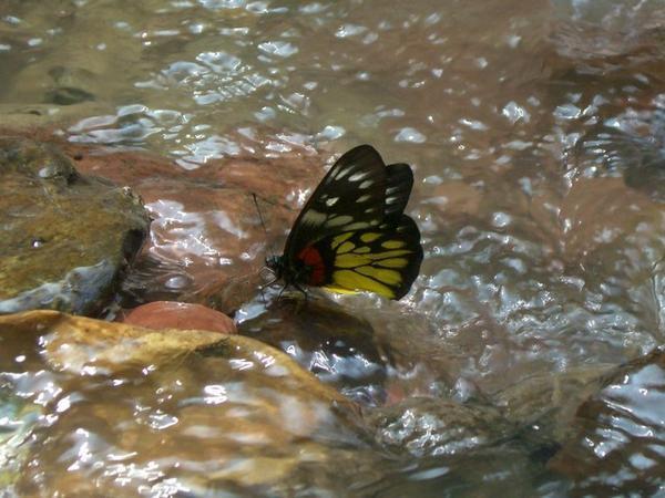 Loas Butterfly
