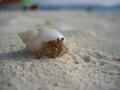 Boracay - A friendly hermit crab