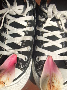 Flower Petal and Converse