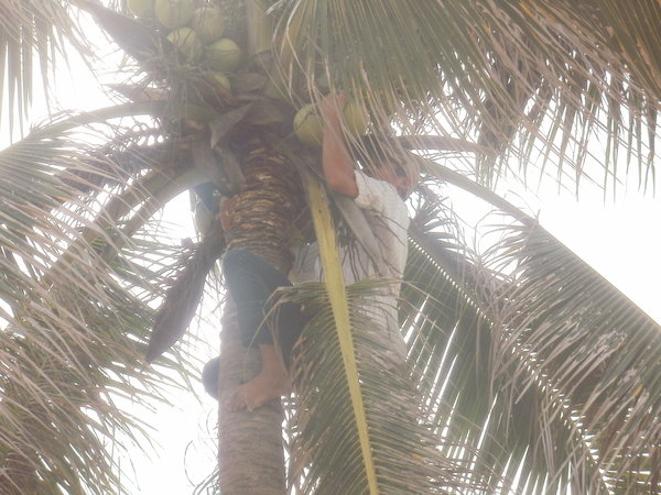 Picking coconuts!