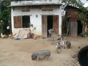 Village life for the animals