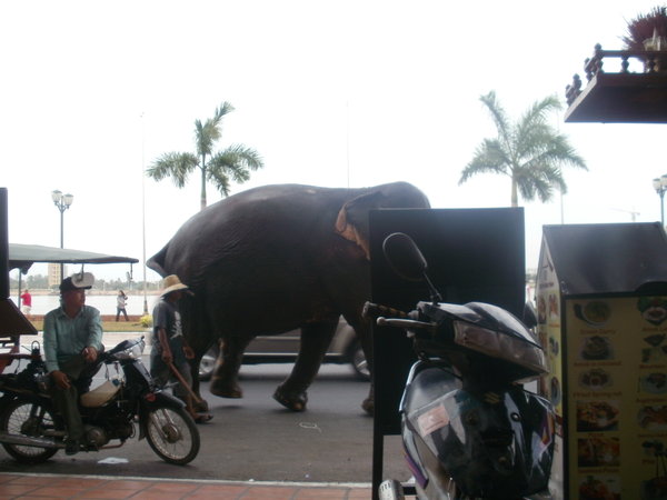 See it was an elephant!