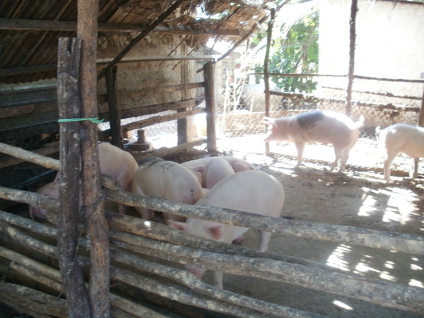 Very happy pigs!!