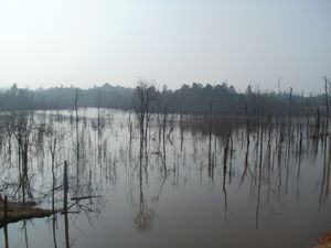 Flooded forests