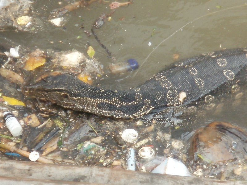 Lizard in the rubbish