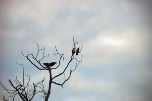 Støjende krager