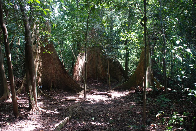 Træer i Bobiri
