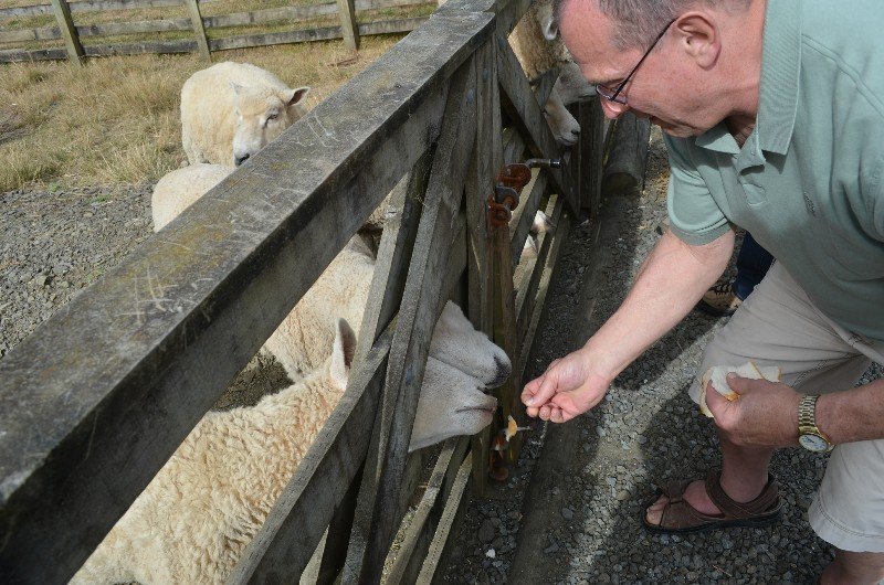 Feeding the sheep.