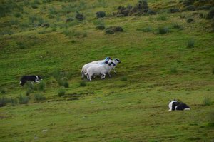 Border Collie demonstrating herding sheep
