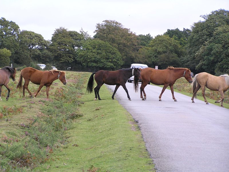 20110918P023 New Forest horses have priority