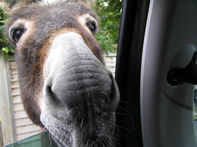 20110918P028  this donkey very interested in Dave in car