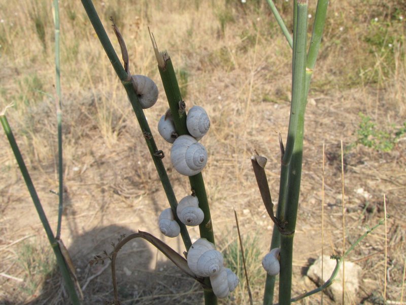 20110927DIMG 0304 Oppidum snails on aniseed
