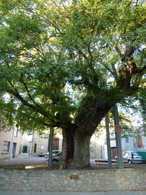 20111004P1000448 Oldest elm tree Villesequelande