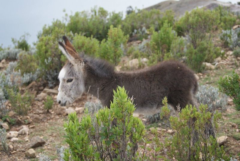 Isla de Sol - The cute Donkey
