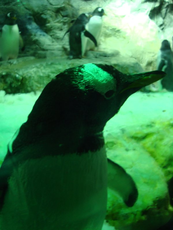 Peguin: up close and personal
