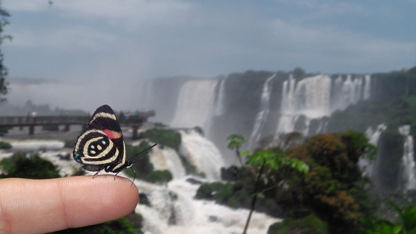Butterflies and Waterfalls