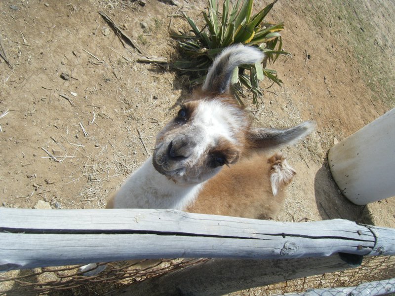 6 day old baby llama