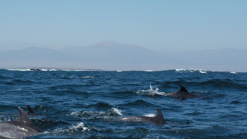 Dolphins Isla Damas